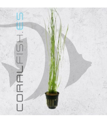 Vallisneria nana | Maceta de 5 cm