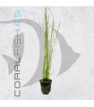 Vallisneria nana | Maceta de 5 cm