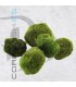 Cladophora aegagrophila | Bola de Musgo Japonés Marimo