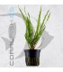 Cryptocoryne balanseae| Maceta de 5 cm