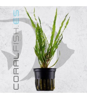 Cryptocoryne balanseae| Maceta de 5 cm