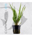 Cryptocoryne balanseae| Maceta de 5 cm
