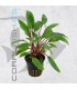 Cryptocoryne beckettii| Maceta de 5 cm