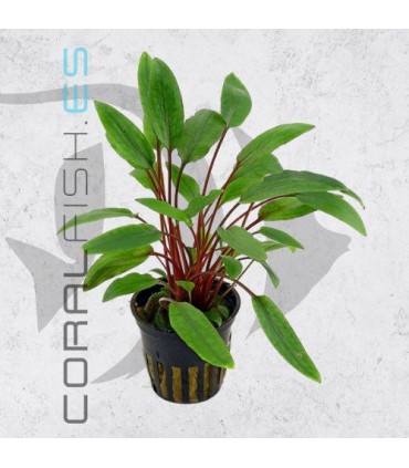 Cryptocoryne beckettii| Maceta de 5 cm