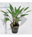 Cryptocoryne nevellii | Maceta de 5 cm