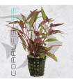 Alternanthera reineckii minima| Maceta de 5 cm