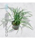 Ophiopogon japonicum | Maceta de 5 cm