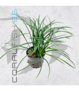 Ophiopogon japonicum | Maceta de 5 cm