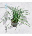 Ophiopogon japonicum | Maceta de 5 cm