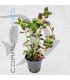 Bacopa salzmannii Purple | Maceta de 5 cm