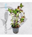 Bacopa salzmannii Purple | Maceta de 5 cm