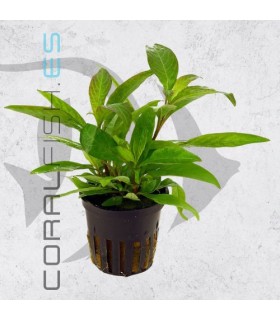 Hygrophila corymbosa Siamensis | Maceta de 5 cm