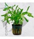 Heteranthera zosterifolia | Maceta de 5 cm