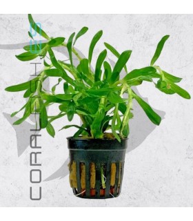 Heteranthera zosterifolia | Maceta de 5 cm