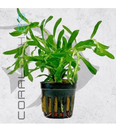 Heteranthera zosterifolia | Maceta de 5 cm
