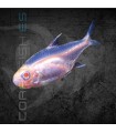 Neón Negro Albino 2.5 cm | Hyphesobrycon herbertaxelrodi