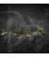 Gamba Filtradora | Atyopsys gabonensis