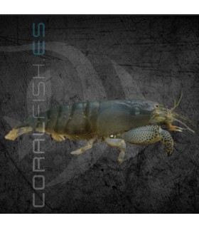 Gamba Filtradora | Atyopsys gabonensis