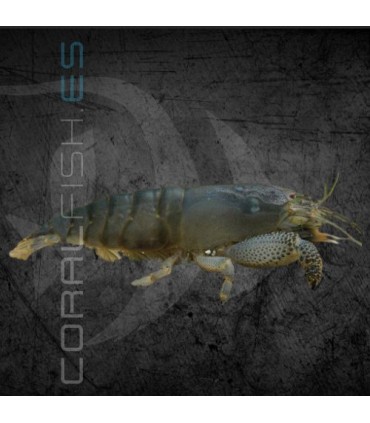 Gamba Filtradora | Atyopsys gabonensis