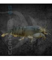 Gamba Filtradora | Atyopsys gabonensis