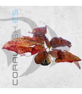 Tigerlotus Red | Bulbo