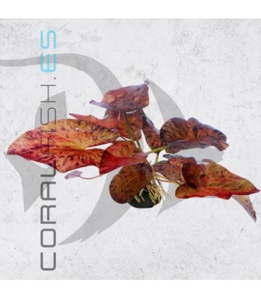 Tigerlotus Red | Bulbo