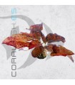 Tigerlotus Red | Bulbo