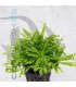 Pogostemon helferi | Maceta de 5cm
