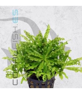 Pogostemon helferi | Maceta de 5cm