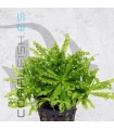 Pogostemon helferi | Maceta de 5cm