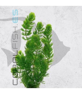 Ceratophyllum demersum | Maceta de 5 cm