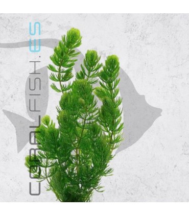 Ceratophyllum demersum | Maceta de 5 cm