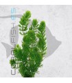 Ceratophyllum demersum | Maceta de 5 cm