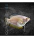 Colisa lalia Hembra 4-5 cm | Trichogaster lalia