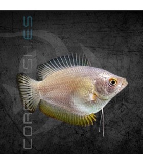 Colisa lalia Hembra 4-5 cm | Trichogaster lalia