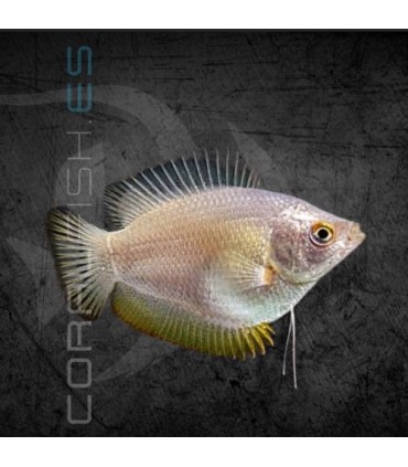 Colisa lalia Hembra 4-5 cm | Trichogaster lalia