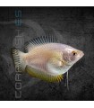 Colisa lalia Hembra 4-5 cm | Trichogaster lalia