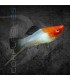 Xipho Kohaku 4-5 cm | Xiphophorus helleri