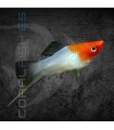 Xipho Kohaku 4-5 cm | Xiphophorus helleri