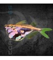 Pez Hacha Mármol 3 cm | Carnegiella strigata