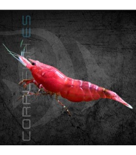Gamba Red Sakura | Neocaridina heteropoda