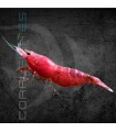 Gamba Red Sakura | Neocaridina heteropoda