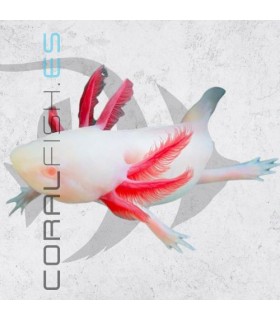Ajolote Albino 12cm | Ambystoma mexicanum | Nº Criador: 002MT