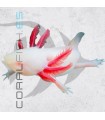 Ajolote Albino 12cm | Ambystoma mexicanum | Nº Criador: 002MT