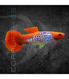 Guppy Macho Snakeskin Koi 2.5-3.5 cm | Poecilia reticulata