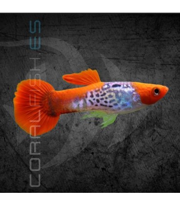 Guppy Macho Snakeskin Koi 2.5-3.5 cm | Poecilia reticulata