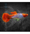 Guppy Macho Snakeskin Koi 2.5-3.5 cm | Poecilia reticulata