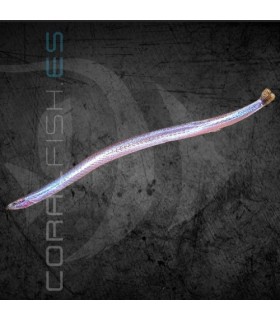 Kuhli Neón 5-7 cm | Pangio doriae