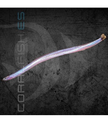 Kuhli Neón 5-7 cm | Pangio doriae