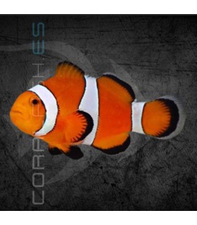Amphiprion ocellaris S | Pez Payaso
